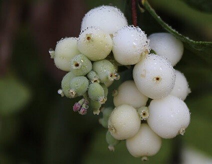 Philosophy | Snowberry Skincare